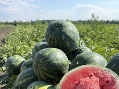 Орошение в условиях войны: в Запорожской области успешно завершили поливной сезон 2026 года