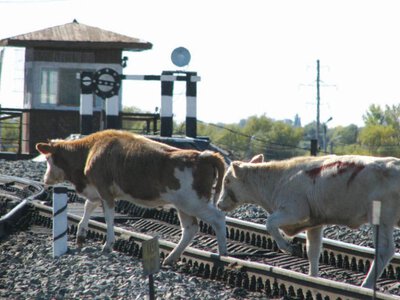  Бесконтрольный выпас скота: более 2 тысяч владельцев привлечены к ответственности в Павлодарской области 