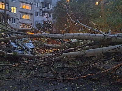 В Николаеве из-за дождя и ветра во дворе многоэтажек упали два тополя