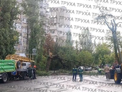 В Николаеве упавшее дерево перекрыло улицу и оборвало провода 