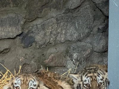 В Николаевский зоопарк привезли двух амурских тигрят: горожан призвали выбрать имена (фото, видео)