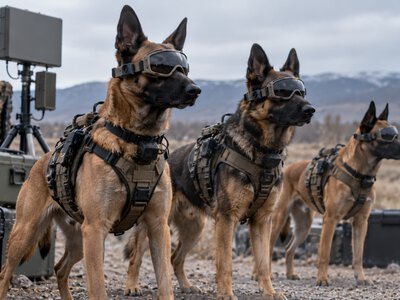  Американский стартап Warhound привлёк $200 млн на развитие военных служебных собак 