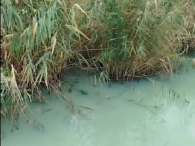 В Николаеве на Намыве взяли пробы воды из-за ярко-зеленого цвета и запаха канализации