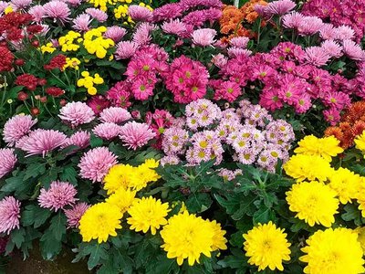 Целая клумба из одного куста: проверенный способ размножения хризантем без затрат