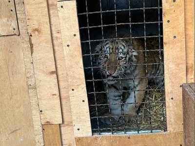Побег тигрёнка в Николаеве: зоопарк ищет желающих помочь в поисках