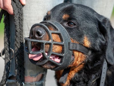 За звичайну прогулянку із собакою можливий штраф: коли тварину можуть навіть конфіскувати