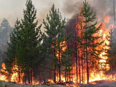  В Казахстане за сутки ликвидировали три лесных пожара 