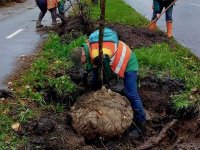 Благоприятный период для высадки деревьев: в Соломенском районе Киева обновили зеленые насаждения