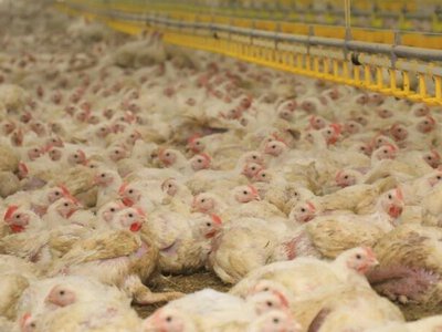В Карагандинской области увеличивают производство куриного мяса