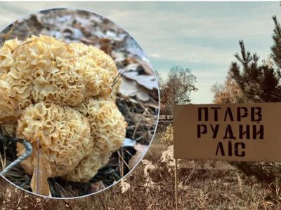 В Чернобыльском заповеднике обнаружили гриб, похожий на капусту: почему он примечателен