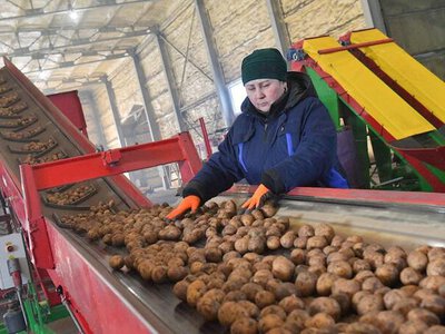 Прогноз балансов лука репчатого и картофеля в Казахстане 29.10.2026