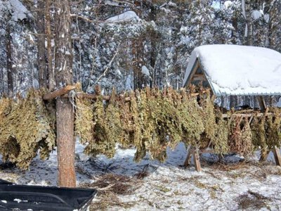 Лесная столовая открывается: чем будут кормить маралов, косуль и лосей зимой в Казахстане 