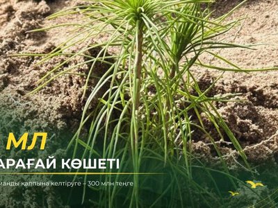 3 миллиона сеянцев сосны: 300 млн тенге на восстановление лесов