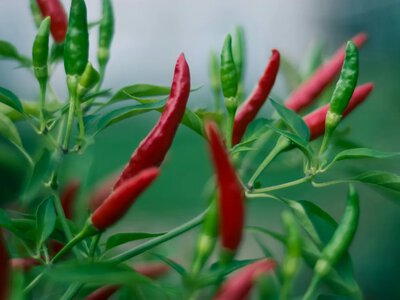Топ-10 растений, которые защищают дома от негатива и неудач