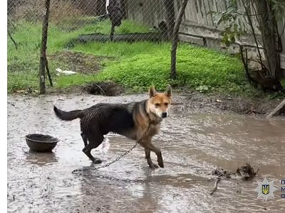 В Николаевской области женщину наказали за жестокое обращение с собакой: что произошло (фото)